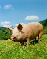 Мясная продуктивность и особенности гистологического строения мышц свиней
