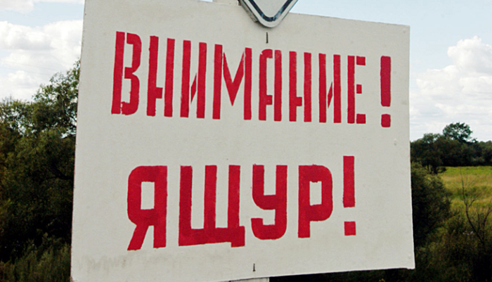 Ящур в ЮАР признали национальным бедствием