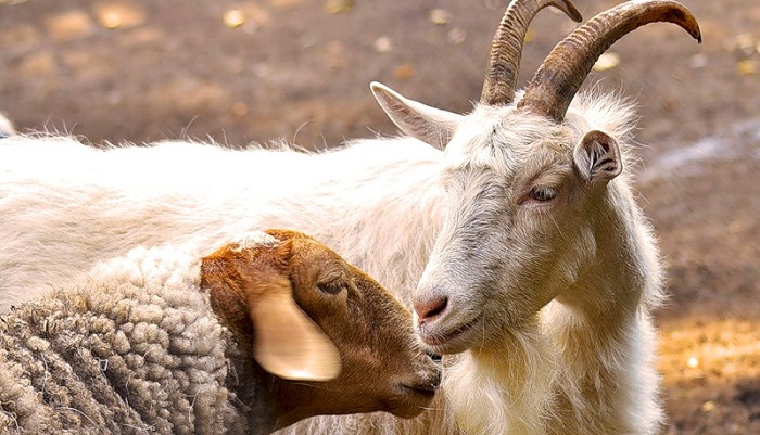 Животноводство Оренбуржья в кризисе: тревожные тенденции и возможные пути выхода