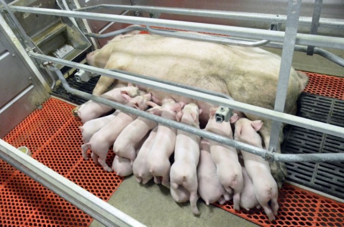 Кормление лактирующих свиноматок: опыт фермера, получающего 39 отъемных поросят на свиноматку