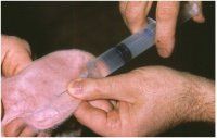 Методики отбора (взятия) крови у свиней