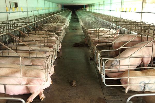 Основные и второстепенные проблемы свиноводов