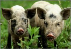 БиоТокс в свиноводстве