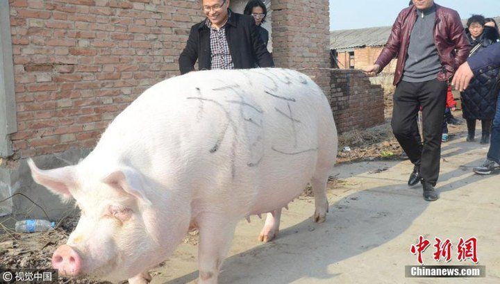 В Китае живет 700-килограммовая свинья