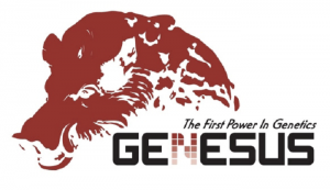 Genesus располагает крупнейшим в мире официально зарегистрированным стадом племенного поголовья свиней