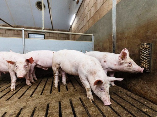 Кашляющие звуки у свиней предсказывают респираторные заболевания