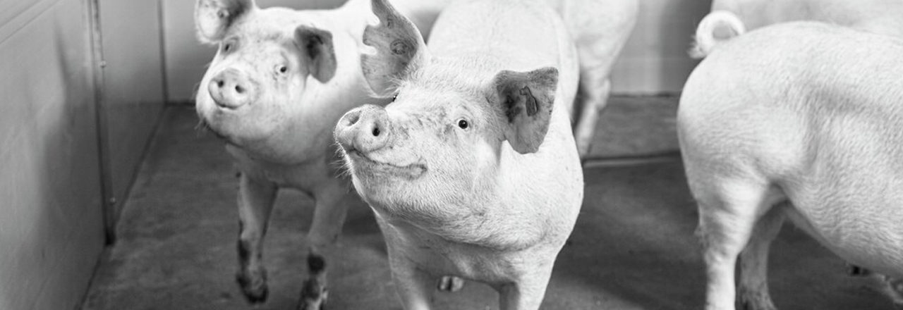 Топигс Норсвин