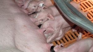 Влияние различных сроков отъема поросят на интенсивность использование свиноматок