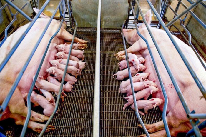 Обеспечьте прибыльный рост и оптимизируйте отлучение поросят от свиноматки с помощью эффективных стратегий