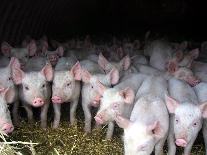 Группы свиней требующие внимания и животные-индикаторы
