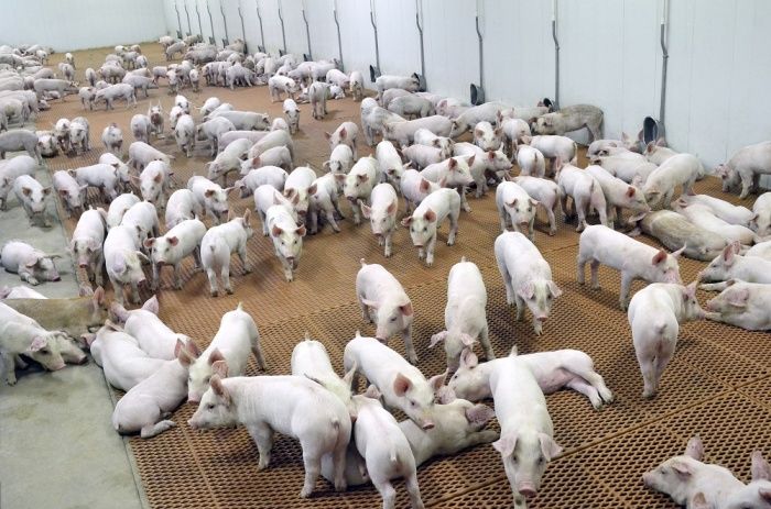 Низкие потери и высокая продуктивность в свиноводстве – сочетаемы