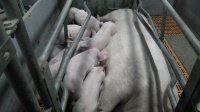 Спад производительности свиноматки