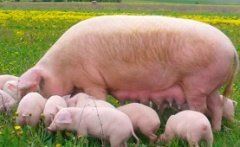 Племенной учет свиноматок в программе «1С:Селекция в животноводстве. Свиноводство»