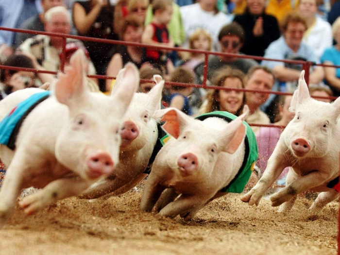 Роль энергии в рационах свиней