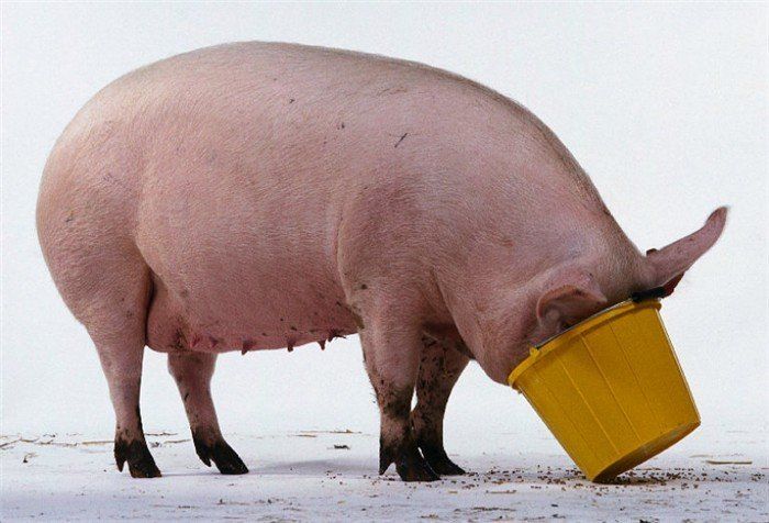 Питание свиней: как возраст и вес влияют на рацион и поедание корма