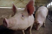 Эпизоотологические данные болезней свиней группы доращивания и откорма на свинокомплексе, расс...