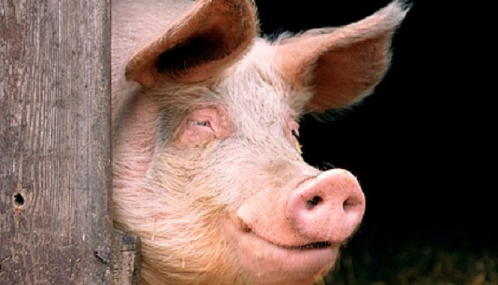 Ученые расшифровали эмоции свиней