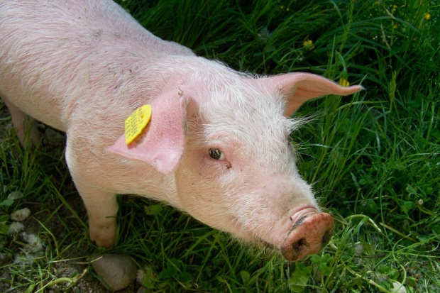 Рынок свиней в Германии остается вялым