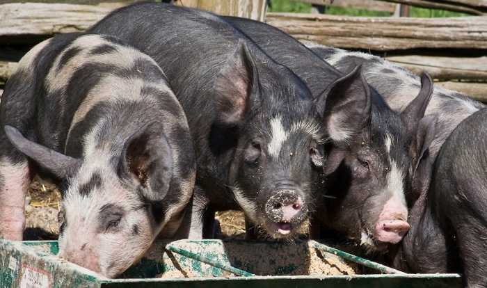 Свиной грипп: сомнения в отношении его контроля на ферме