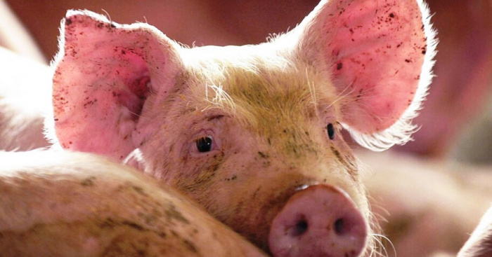 Как выявить и предотвратить каннибализм среди свиней?