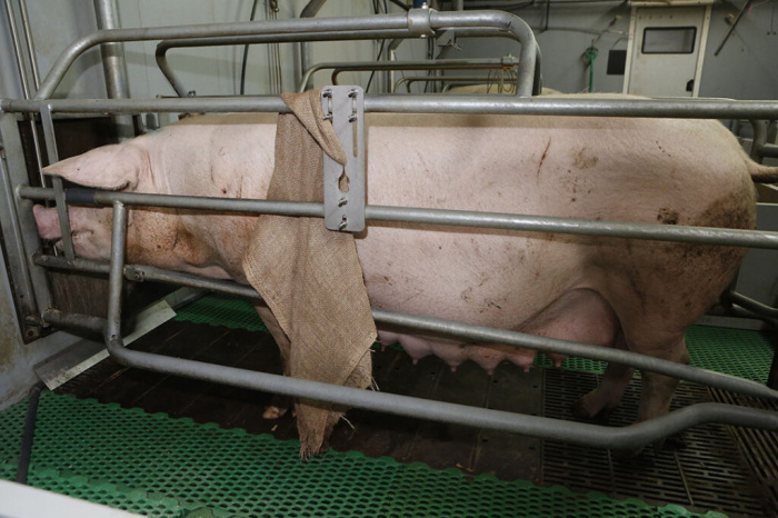 Применение измерителя состояния тела свиноматки