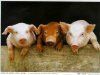 Адаптация метода сентенелей для биологического контроля африканской чумы свиней в свинокомплек...