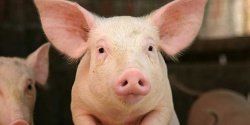 Профилактика и контроль пролиферативной энтеропатии у свиней (“илеиты”)