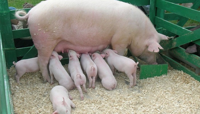 Клетчатка для свиноматок: как смеси клетчатки разного состава влияют на расход корма, массу и ...