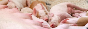 Бампинг глубокосупоросных свиноматок: необходимые условия успеха | Часть 1