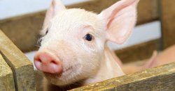 Некоторые аспекты кормления и содержания свиноматок в период опороса и подсосный период.