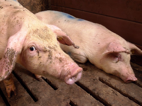 Язвенная болезнь желудка у свиней: подробный обзор