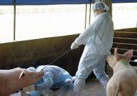 Последствия гриппа А для свиноводства 