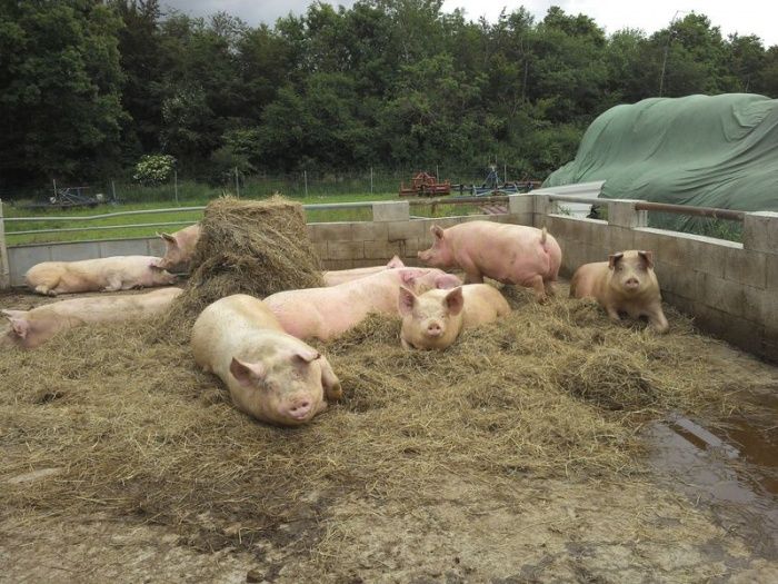 Недостаток места при групповом содержании свиней