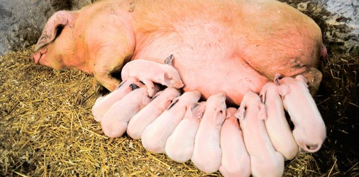 Влияние различных сроков отъема поросят на интенсивность использования свиноматок