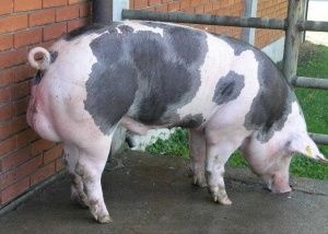 Мясная порода свиней Петрен