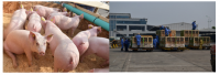 Компания Dabaco из Северного Вьетнама импортирует генетику свиней Genesus