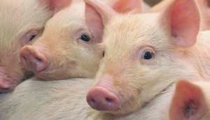 Наследуемость по материнской линии при разведении свиней. Насколько мы это используем?
