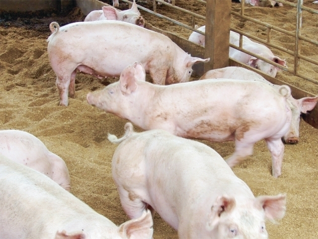 Пересадка фекалий и профилактика болезней, связанных с цирковирусом свиней