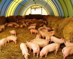 Проблемы клетчатки в рационах свиней