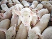 "Тонны мяса на свиноматку: мифы и реальность?"