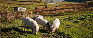 Поведенческие проблемы у свиней. Важное значение правильной диагностики. Решения в области кормления