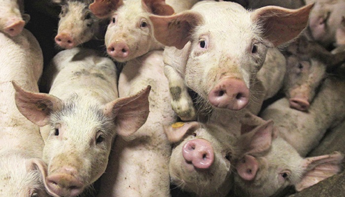 Производство свиней на убой в январе—марте выросло на 5,7%