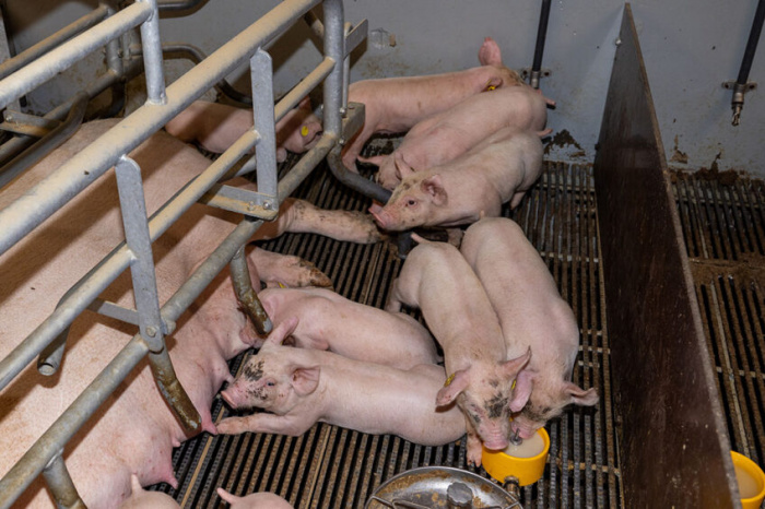 Показатели роста и состояние кишечника поросят-отъёмышей, получавших в рационе бутират натрия или ферментированный дрожжевой продукт