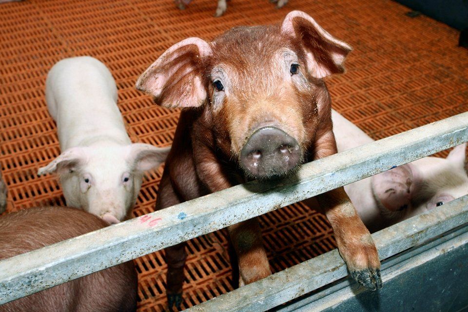 Правильно ли размещен кормоавтомат для свиней?