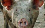 Особенности зрительного восприятия свиней