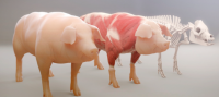 Атлас свиней для достижения более высокой эффективности и качества