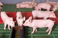 Отъем молочных поросят от свиноматки и перевод на доращивание