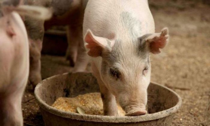 Жиры и масла в кормлении свиней