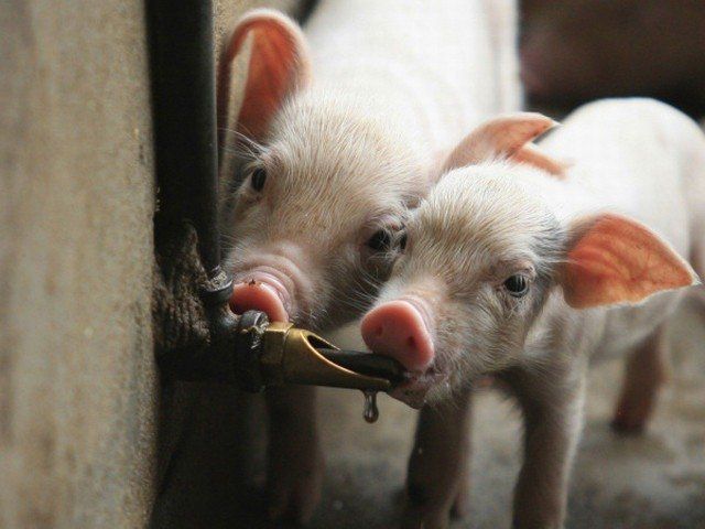 Сухой корм, особенности кормления свиней