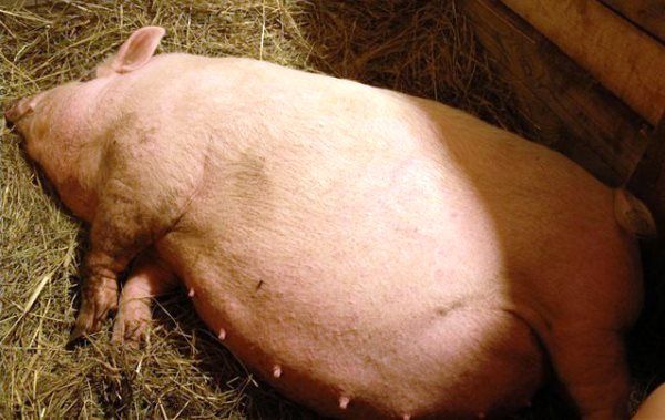 Оптимальный рост свиней: сигналы (часть 1)